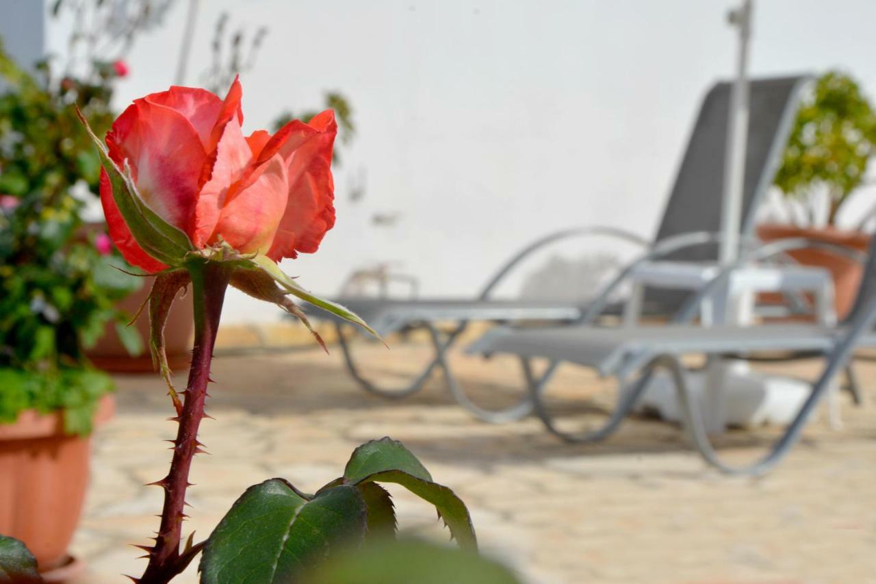 Villa Olive Grove And Sea View Άγιος Σπυρίδωνας Εξωτερικό φωτογραφία